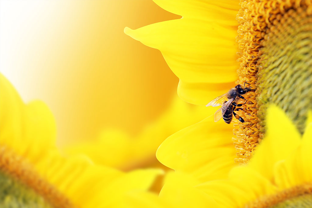 Le cocon sémantique en référencement