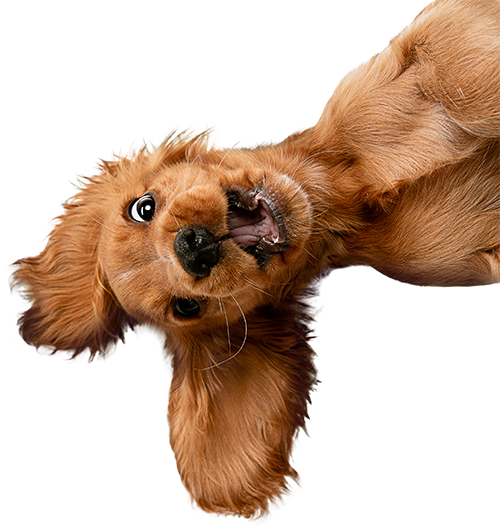 Création d’agent IA à Reims - IMPAAKT